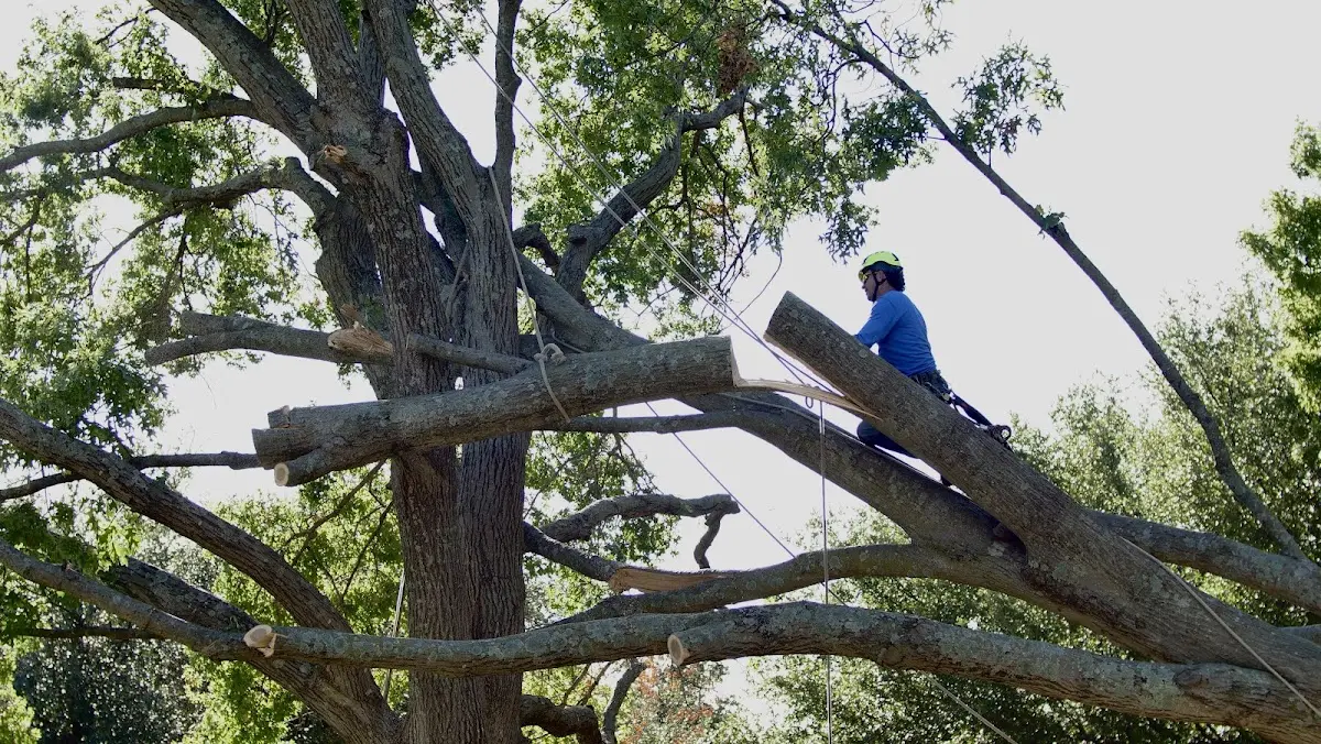 Professional Crown Thinning performed by certified arborists in North Royalton