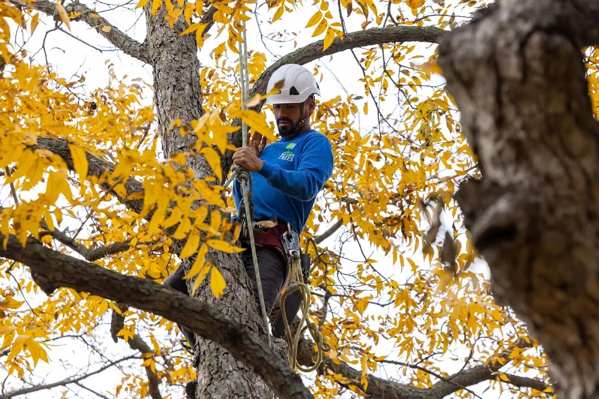 Skilled Tree Planting crew working in North Royalton